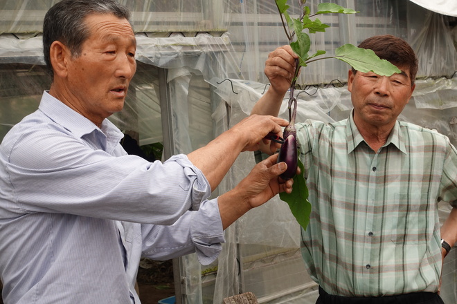 ナスの収穫の方法を教える 川島会長（左）と植野進氏