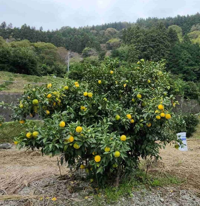 18_ユズ収穫シーズン到来（井上）.jpg