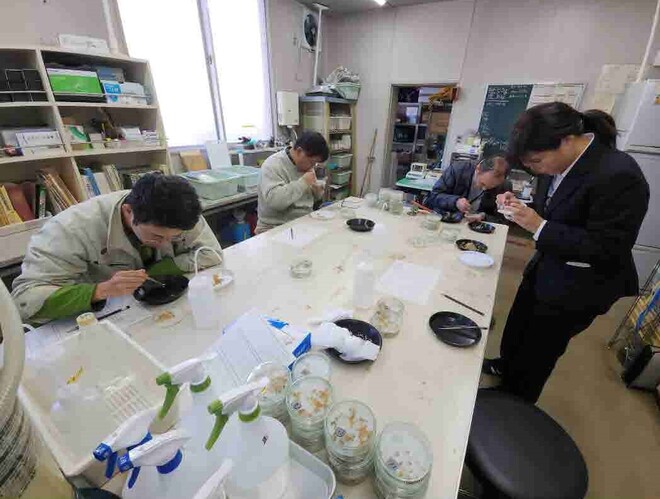 23_水稲発芽試験の様子（5日目）（井上）.jpg