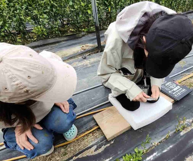 06_ユズの接ぎ木（井上）②.jpg