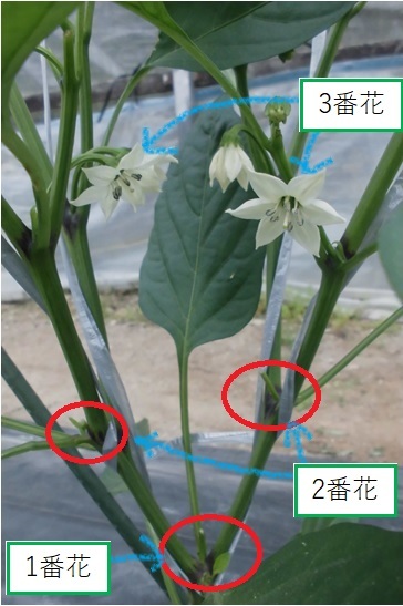 写真2
