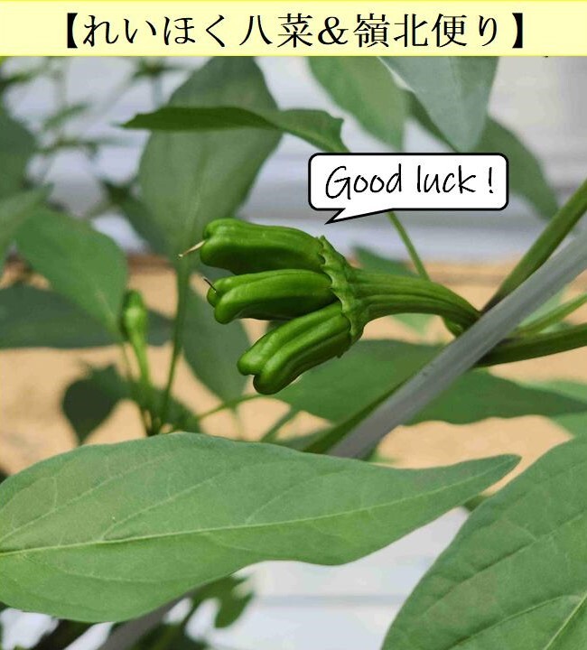 22_シシトウ奇形果.jpg