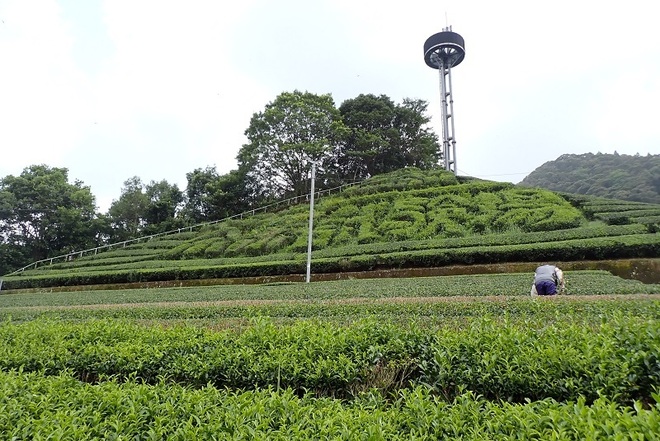 茶文字風景