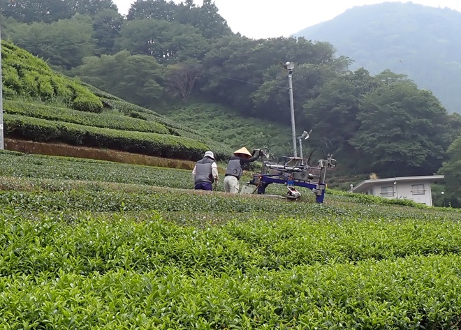 せん枝作業風景