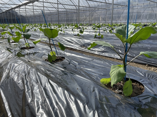 米ナス定植開始