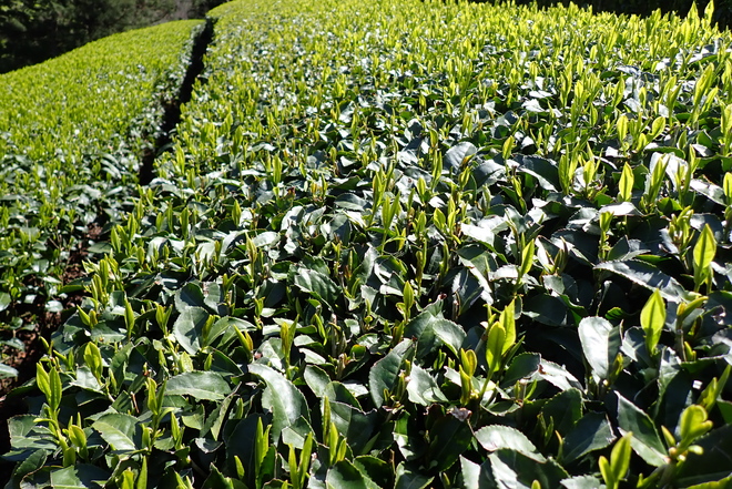 凍霜害遠目（茶業試験場）