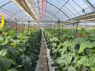 キュウリ01　20260222.jpg