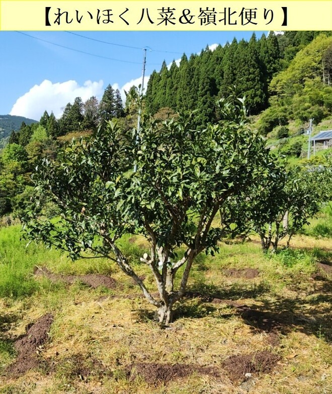 03_ユズの鶏糞施用①（井上）.jpg