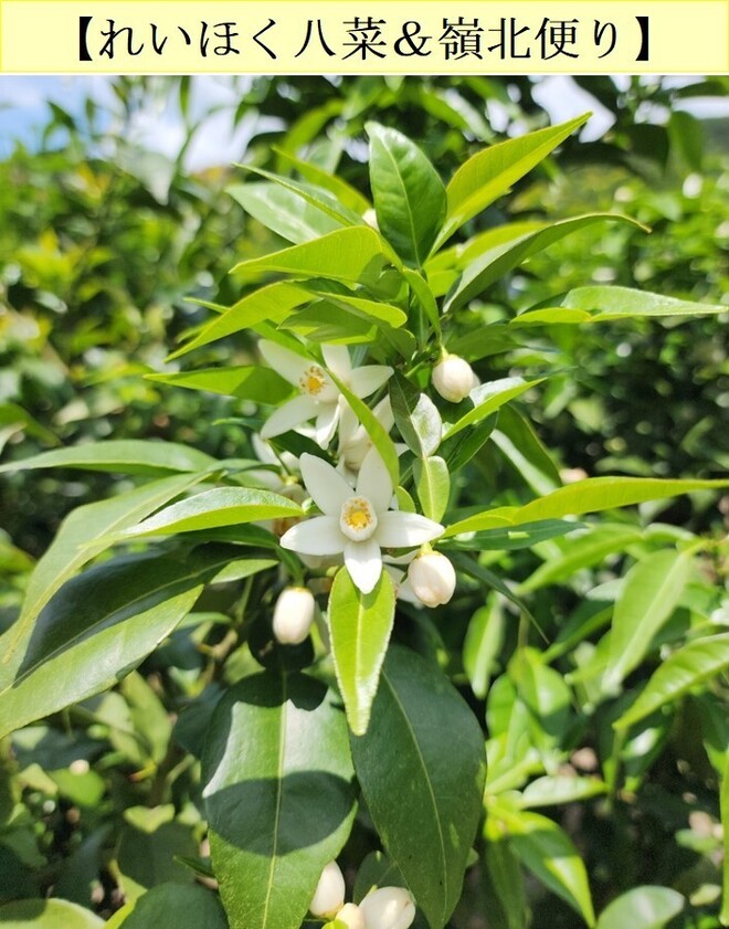 06_ユズの開花について（井上）.jpg