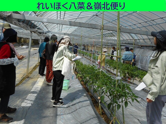 シシトウ現地