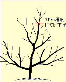 クリの主な作業 : こうち農業ネット