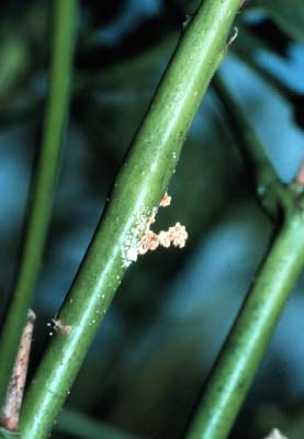 オクラ 害虫 こうち農業ネット