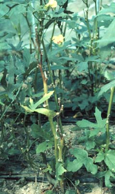 病害虫 おくら こうち農業ネット