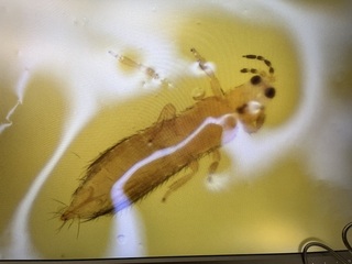 ミナミキイロアザミウマ 成虫