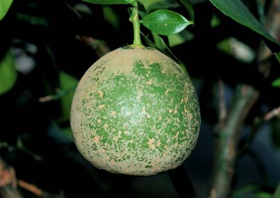 tyanohokori1.jpg