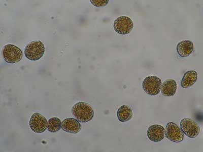 coleosporium1.jpg