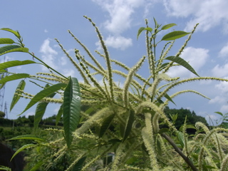 雄花満開期（６月）