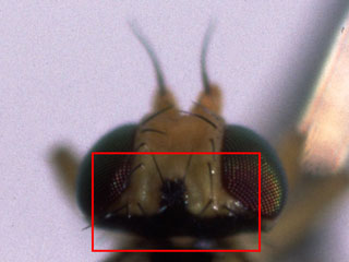 マメハモグリバエの頭部
