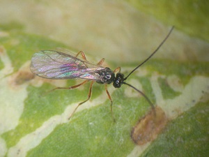 天敵紹介 ハモグリバエ類の土着天敵寄生蜂 高知県農業技術センター