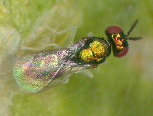 Chrysocharis pentheus