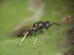 Chrysocharis pubicornis