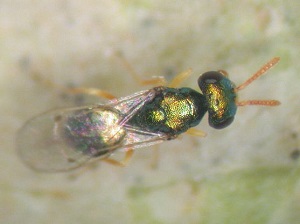 Halticoptera circulus