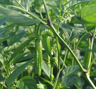 定植直後のシシトウ