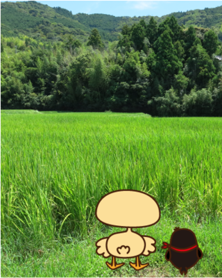 写真1