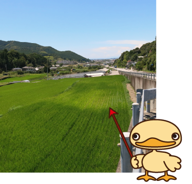 写真7