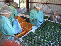 青玉の輸出に向けた消毒・乾燥処理