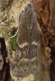 フタモンマダラメイガの成虫
