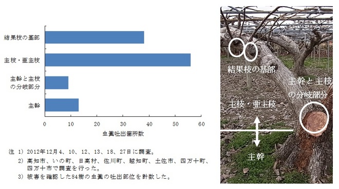 樹体内での被害状況