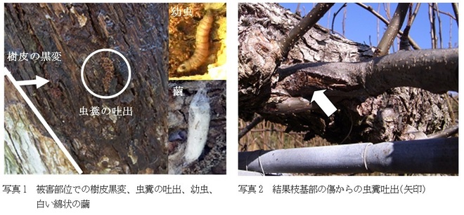 被害部位の特徴