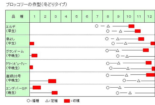 ブロッコリー冬どり作型図.jpg