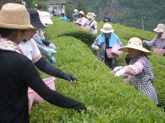 【写真1】茶を摘む参加者.JPG