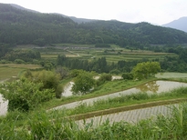 棚田の風景