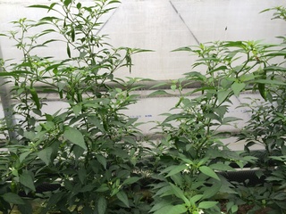 南部2