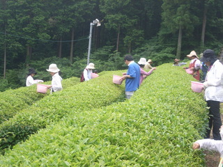 茶摘み02　　　　　　　　　　　　　　　　　　　　
