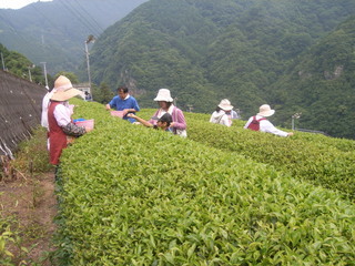 茶摘み01
