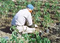 定植苗(左)と定植作業(中)