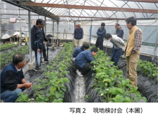 写真2 現地検討会(本圃)