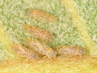 写真１　ビワの葉裏に寄生した成虫（徳島県提供）