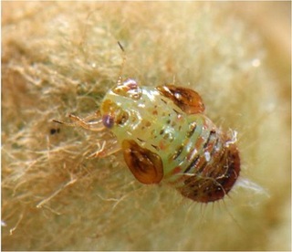 写真2 花芽の基部に寄生した幼虫(徳島県提供)