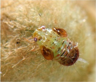 写真２　花芽の基部に寄生した幼虫（徳島県提供）