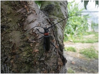 写真５　クビアカツヤカミキリ成虫（徳島県提供）