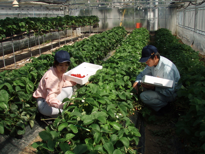 野菜紹介写真2.JPG