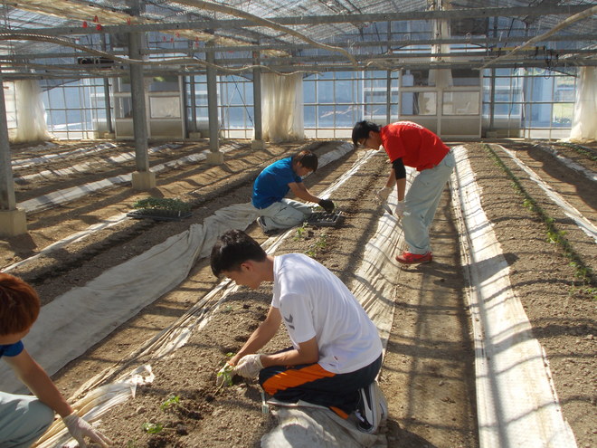 トマトの定植が始まりました。