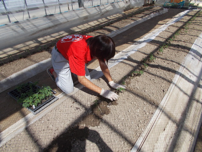 トマトの定植が始まりました。