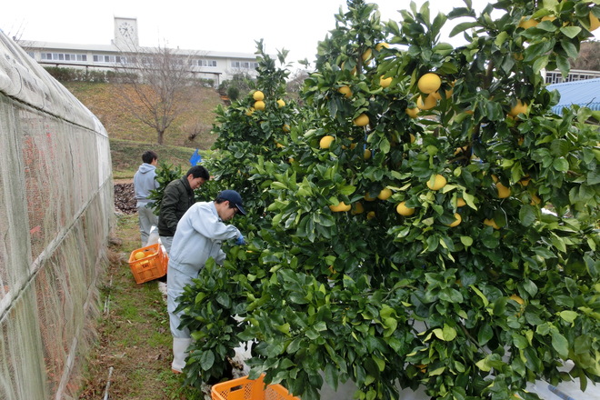 果樹専攻の全員で‘土佐文旦’の収穫をしました。