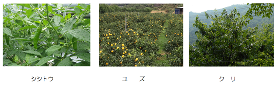品目